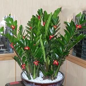 Meet your Posher, Hoang